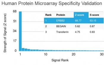 Analysis of HuProt(TM) microarray containing more than 19,000 full-length human proteins using HER2 antibody (clone ERBB2/3079). These results demonstrate the foremost specificity of the ERBB2/3079 mAb.<br>Z- and S- score: The Z-score represents the strength of a signal that an antibody (in combination with a fluorescently-tagged anti-IgG secondary Ab) produces when binding to a particular protein on the HuProt(TM) array. Z-scores are described in units of standard deviations (SD's) above the mean value of all signals generated on that array. If the targets on the HuProt(TM) are arranged in descending order of the Z-score, the S-score is the difference (also in units of SD's) between the Z-scores. The S-score therefore represents the relative target specificity of an Ab to its intended target.