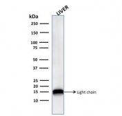 Western blot testing of human liver lysate with Cathepsin D antibody. 