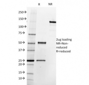 SDS-PAGE analysis of purified, BSA-free Folate Hydrolase 1 antibody as confirmation of integrity and purity.