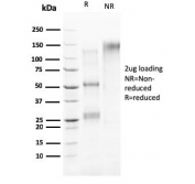 SDS-PAGE analysis of purified, BSA-free HER4 antibody (clone ERBB4/2581) as confirmation of integrity and purity.