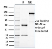 SDS-PAGE analysis of purified, BSA-free HER-4 antibody (clone HFR-1) as confirmation of integrity and purity.