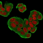 Immunofluorescent staining of permeabilized human MCF7 cells with HER-4 antibody (clone HFR-1, green) and Reddot nuclear stain (red).