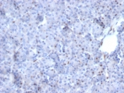 IHC staining of FFPE human pancreas with AKT1 antibody (clone AKT1/2784). HIER: boil tissue sections in pH 9 10mM Tris with 1mM EDTA for 10-20 min followed by cooling at RT for 20 min. 