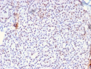 IHC staining of FFPE human pancreas with AKT1 antibody (clone AKT1/2784). HIER: boil tissue sections in pH 9 10mM Tris with 1mM EDTA for 10-20 min followed by cooling at RT for 20 min.
