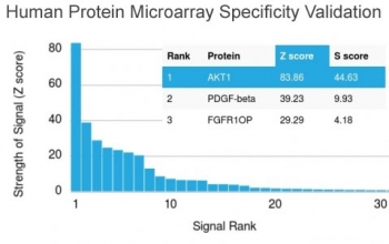 Analysis of HuProt(TM) microarray containing more than 19,000 full-length human proteins using AKT1 antibody (clone AKT1/2784). These results demonstrate the foremost specificity of the AKT1/2784 mAb.<br>Z- and S- score: The Z-score represents the strength of a signal that an antibody (in combination with a fluorescently-tagged anti-IgG secondary Ab) produces when binding to a particular protein on the HuProt(TM) array. Z-scores are described in units of standard deviations (SD's) above the mean value of all signals generated on that array. If the targets on the HuProt(TM) are arranged in descending order of the Z-score, the S-score is the difference (also in units of SD's) between the Z-scores. The S-score therefore represents the relative target specificity of an Ab to its intended target.