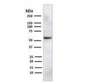 Western blot testing of mouse NIH3T3 cell lysate with AKT1 antibody. Predicted molecular weight ~56 kDa.
