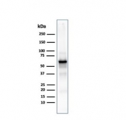 Western blot testing of human MCF7 cell lysate with AKT1 antibody. Predicted molecular weight ~56 kDa.