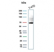 Western blot testing of human T-47D cell lysate with Estrogen Receptor antibody (ESR1/3559). Predicted molecular weight ~67 kDa.