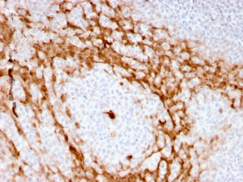 IHC staining of FFPE human tonsil with recombinant GCSF antibody (clone CSF3/3166R). HIER: boil tissue sections in pH 9 10mM Tris with 1mM EDTA for 10-20 min and allow to cool before testing.~