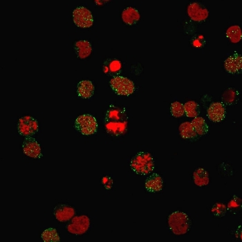 Immunofluorescent staining of PFA-fixed human MOLT4 cells with recombinant CD21 antibody (clone CR2/3124R, green) and Reddot nuclear stain (red).