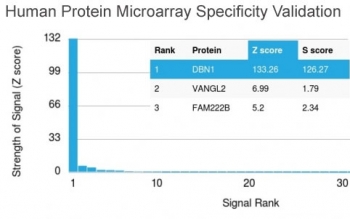 Analysis of HuProt(TM) microarray containing more than 19,000 full-length human proteins using Drebrin 1 antibody (clone DBN1/2879). These results demonstrate the foremost specificity of the DBN1/2879 mAb.<BR>Z- and S- score: The Z-score represents the strength of a signal that an antibody (in combination with a fluorescently-tagged anti-IgG secondary Ab) produces when binding to a particular protein on the HuProt(TM) array. Z-scores are described in units of standard deviations (SD's) above the mean value of all signals generated on that array. If the targets on the HuProt(TM) are arranged in descending order of the Z-score, the S-score is the difference (also in units of SD's) between the Z-scores. The S-score therefore represents the relative target specificity of an Ab to its intended target.