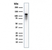 Western blot testing of human PC3 cell lysate with Drebrin 1 antibody (clone DBN1/2879). Expected molecular weight: 70-120 kDa.