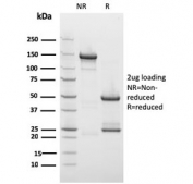 SDS-PAGE analysis of purified, BSA-free Drebrin 1 antibody (clone DBN1/2879) as confirmation of integrity and purity.