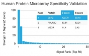 Analysis of HuProt(TM) microarray containing more than 19,000 full-length human proteins using Estrogen Receptor beta antibody (clone ESR2/3207). These results demonstrate the foremost specificity of the ESR2/3207 mAb. Z- and S- score: The Z-score represents the strength of a signal that an antibody (in combination with a fluorescently-tagged anti-IgG secondary Ab) produces when binding to a particular protein on the HuProt(TM) array. Z-scores are described in units of standard deviations (SD's) above the mean value of all signals generated on that array. If the targets on the HuProt(TM) are arranged in descending order of the Z-score, the S-score is the difference (also in units of SD's) between the Z-scores. The S-score therefore represents the relative target specificity of an Ab to its intended target.