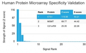 Analysis of HuProt(TM) microarray containing more than 19,000 full-length human proteins using ETS1 antibody (clone ETS1/1801). These results demonstrate the foremost specificity of the ETS1/1801 mAb.<BR>Z- and S- score: The Z-score represents the strength of a signal that an antibody (in combination with a