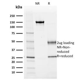 SDS-PAGE analysis of purified, BSA-free Albumin antibody (clone ALB/2355) as confirmation of integrity and purity.
