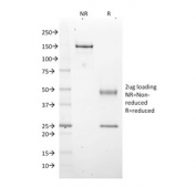 SDS-PAGE analysis of purified, BSA-free EZH2 antibody as confirmation of integrity and purity.