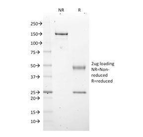 SDS-PAGE analysis of purified, BSA-free EZH2 antibody as confirmation of integrity and purity.