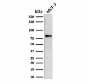 Western blot testing of human MCF7 cell lysate with EZH2 antibody. Predicted molecular weight: 85-95 kDa.