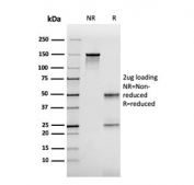 SDS-PAGE analysis of purified, BSA-free FABP2 antibody (clone CPTC-FABP2-3) as confirmation of integrity and purity.