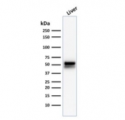 Western blot testing of human liver lysate with ALDH1A1 antibody (clone ALDH1A1/1381). Expected molecular weight ~55 kDa.