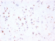 IHC staining of FFPE human cerebellum with FCGRT antibody (clone FCGRT/2932). HIER: boil tissue sections in pH 9 10mM Tris with 1mM EDTA for 10-20 min and allow to cool before testing.