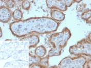 IHC staining of FFPE human placental tissue with CD135 antibody (clone FLT3/2458). Inset: PBS used in place of primary Ab (secondary Ab negative control). HIER: boil tissue sections in pH 9 10mM Tris with 1mM EDTA for 10-20 min and allow to cool before testing.