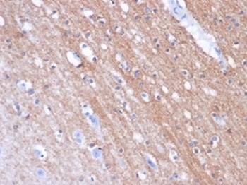 IHC testing of FFPE horse brain tissue with FOLH1 antibody (clone FOLH1/2354). Required HIER: boil tissue sections in pH 9 10mM Tris with 1mM EDTA for 10-20 min and allow to cool before testing.