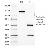 SDS-PAGE analysis of purified, BSA-free FOLH1 antibody as confirmation of integrity and purity.