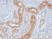 IHC testing of FFPE dog kidney tissue with FOLH1 antibody (clone FOLH1/2354). Required HIER: boil tissue sections in pH 9 10mM Tris with 1mM EDTA for 10-20 min and allow to cool before testing.