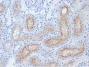 IHC testing of FFPE cat kidney tissue with FOLH1 antibody (clone FOLH1/2354). Required HIER: boil tissue sections in pH 9 10mM Tris with 1mM EDTA for 10-20 min and allow to cool before testing.