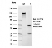SDS-PAGE analysis of purified, BSA-free recombinant FXN antibody (clone rFXN/2124) as confirmation of integrity and purity.