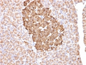 IHC staining of FFPE human pancreas with FTH1 antibody (clone FTH/2081). HIER: boil tissue sections in pH 9 10mM Tris with 1mM EDTA for 10-20 min and allow to cool before testing.