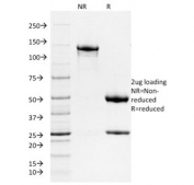 SDS-PAGE analysis of purified, BSA-free FTH1 antibody (clone FTH/2081) as confirmation of integrity and purity.