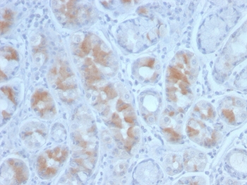 IHC staining of FFPE human stomach with Gastrin antibody (clone GAST/2634). HIER: boil tissue sections in pH 9 10mM Tris with 1mM EDTA for 20 min and allow to cool before testing.