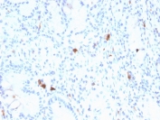 IHC staining of FFPE human stomach with Gastrin antibody (clone GAST/2634). HIER: boil tissue sections in pH 9 10mM Tris with 1mM EDTA for 20 min and allow to cool before testing.