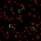 Immunofluorescent staining of human U937 cells with CD15 antibody (clone SPM119, green) and Reddot nuclear stain (red).