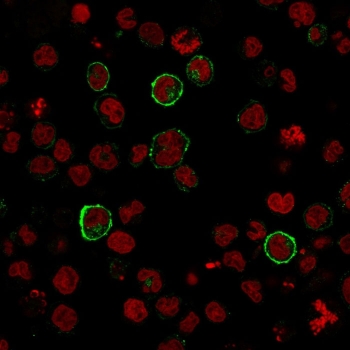 Immunofluorescent staining of human U937 cells with CD15 antibody (clone SPM119, green) and Reddot nuclear stain (red).