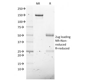 SDS-PAGE analysis of purified, BSA-free NKX2.8 antibody as confirmation of integrity and
