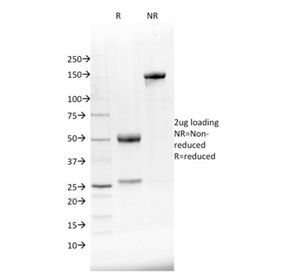 SDS-PAGE analysis of purified, BSA-free NKX2.8 antibody as confirmation of integrity and