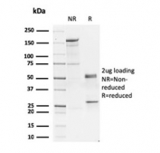 SDS-PAGE analysis of purified, BSA-free GATA3 antibody (clone GATA3/2444) as confirmation of integrity and purity.