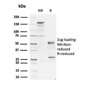 SDS-PAGE analysis of purified, BSA-free GATA3 antibody as confirmation of integrity and purity.