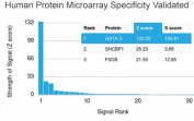 Analysis of HuProt(TM) microarray containing more than 19,000 full-length human proteins using GATA3 antibody (clone GATA3/2445). These results demonstrate the foremost specificity of the GATA3/2445 mAb. Z- and S- score: The Z-score represents the strength of a signal that an antibody (in combination with a fluorescently-tagged anti-IgG secondary Ab) produces when binding to a particular protein on the HuProt(TM) array. Z-scores are described in units of standard deviations (SD's) above the mean value of all signals generated on that array. If the targets on the HuProt(TM) are arranged in descending order of the Z-score, the S-score is the difference (also in units of SD's) between the Z-scores. The S-score therefore represents the relative target specificity of an Ab to its intended target.