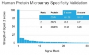 Analysis of HuProt(TM) microarray containing more than 19,000 full-length human proteins using Estrogen Receptor alpha antibody (clone ESR1/3342). These results demonstrate the foremost specificity of the ESR1/3342 mAb. Z- and S- score: The Z-score represents the strength of a signal that an antibody (in combination with a fluorescently-tagged anti-IgG secondary Ab) produces when binding to a particular protein on the HuProt(TM) array. Z-scores are described in units of standard deviations (SD's) above the mean value of all signals generated on that array. If the targets on the HuProt(TM) are arranged in descending order of the Z-score, the S-score is the difference (also in units of SD's) between the Z-scores. The S-score therefore represents the relative target specificity of an Ab to its intended target.