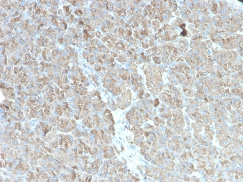IHC testing of human pancreas with recombinant CELA3B antibody (clone rCELA3B/1811). Required HIER: boil tissue sections in 10mM Tris with 1mM EDTA, pH 9, for 10-20 min followed by cooling at RT for 20 min.~