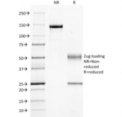 SDS-PAGE analysis of purified, BSA-free GNAQ antibody as confirmation of integrity and purity.