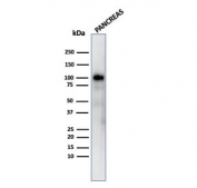 Western blot testing of human pancreas lysate with Glycoprotein 2 antibody (clone GP2/3416).