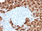 IHC testing of FFPE human pancreas with Glycoprotein 2 antibody (clone GP2/3416). HIER: boil tissue sections in pH 9 10mM Tris with 1mM EDTA for 10-20 min and allow to cool before testing.