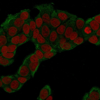 Immunofluorescence staining of fixed human MCF-7 cells with Glucose 6-Phosphate Isomerase antibody (green, clone CPTC-GPI-1) and Reddot nuclear stain (red).