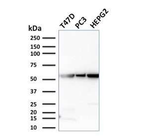 Western blot testing of human T-47D, PC3 and HePG2 cell lysate with Glucose 6-Phosphate Isomerase antibody. Predicted molecular weight: ~63 kDa.